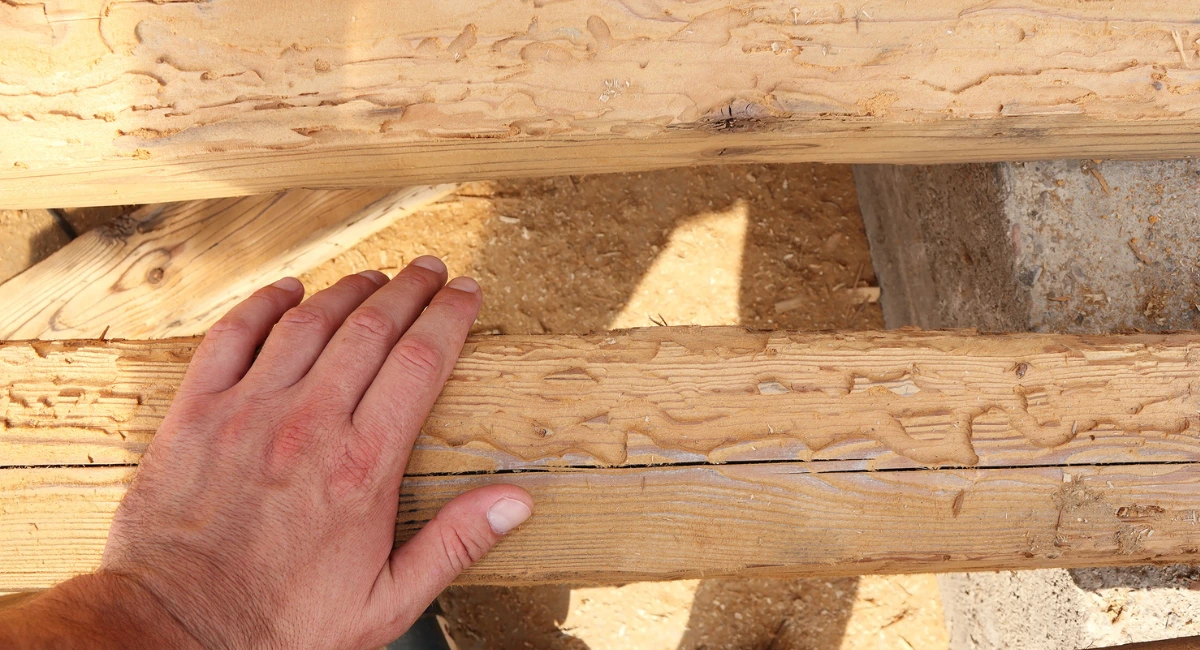 Holzschädlinge fressen sich jahrelang unbemerkt durchs Holz
